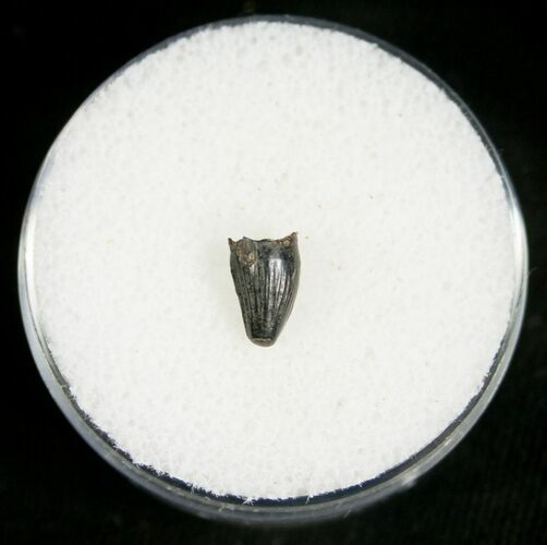 Leidyosuchus Tooth - Cretaceous Crocodile #5878